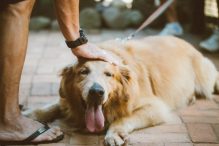 Quais Animais De Estimação Posso Ter Em Um Apartamento?